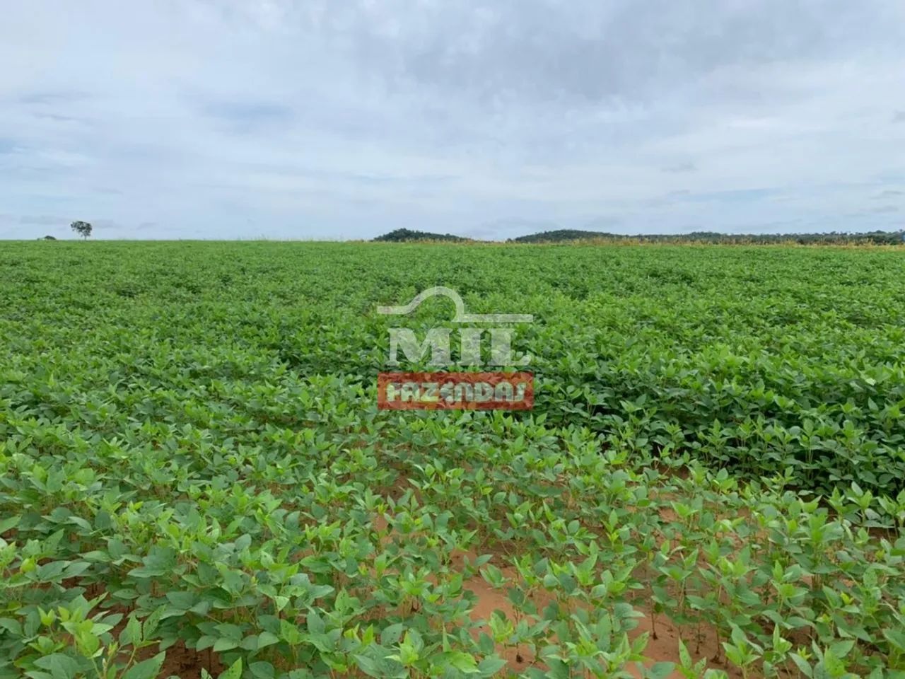 Fazenda Extra de 100 Alqueires (490 Hectares) em São Miguel do Araguaia - GO. - Foto 3