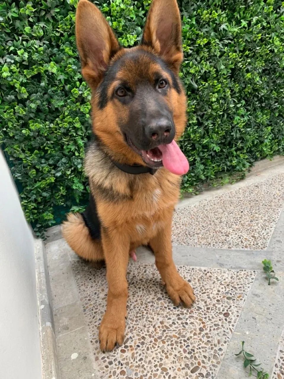 Filhote de pastor alemão  - Foto 2