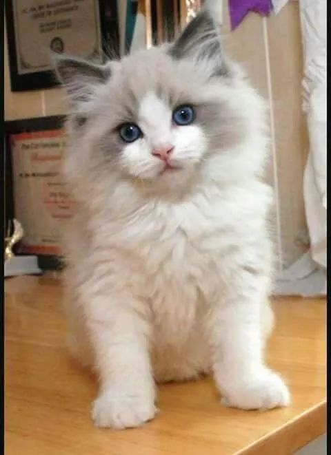 Filhotes Ragdoll macho e fêmea  - Foto 2