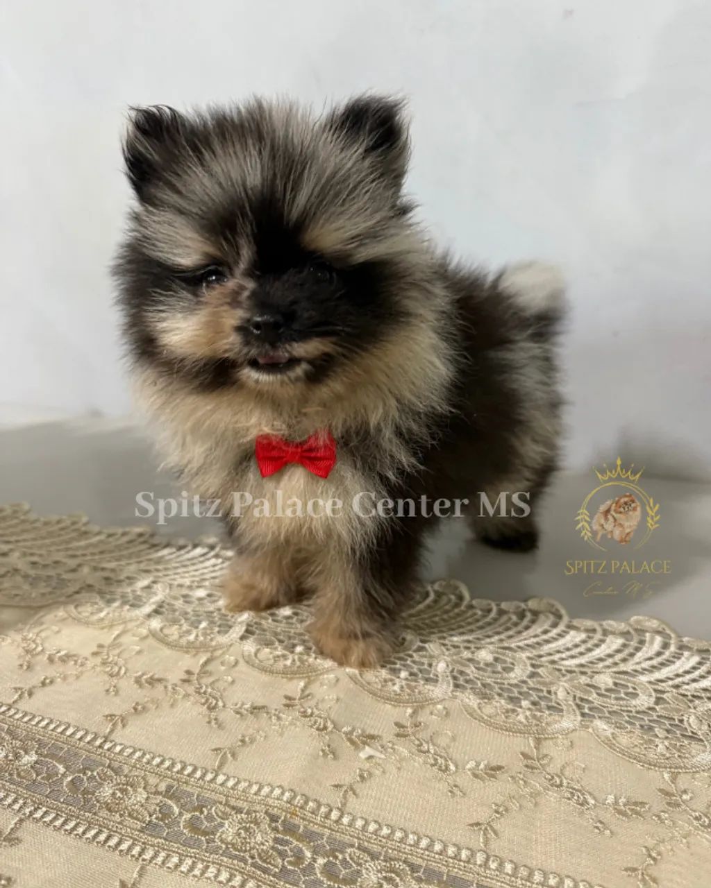 Filhotes Spitz Alemão Disponíveis - Campo Grande MS/ SpitzAlemaoCenterMS - Foto 4
