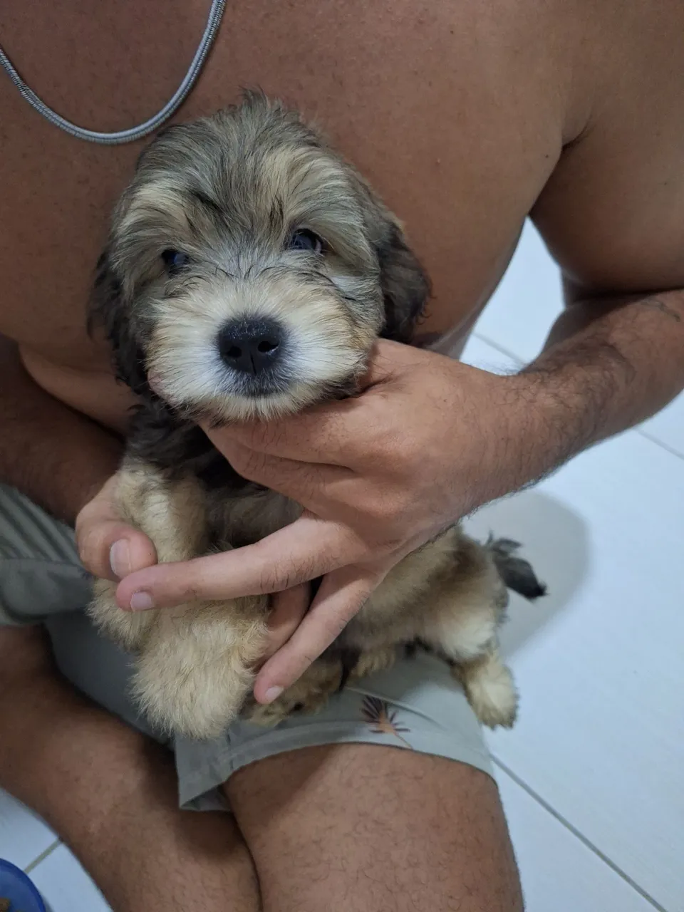 Filhote adorável - poodle