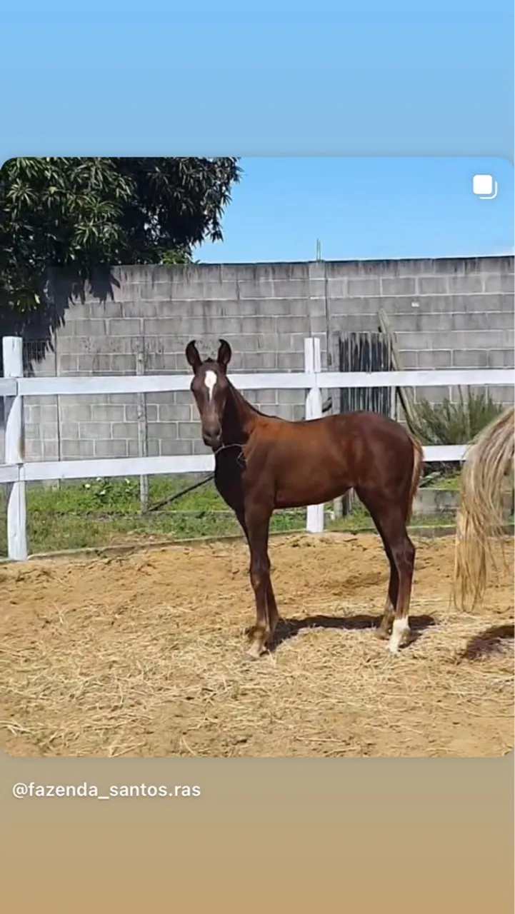 Potra Mangalarga Marchador - Fazenda Santos RAS