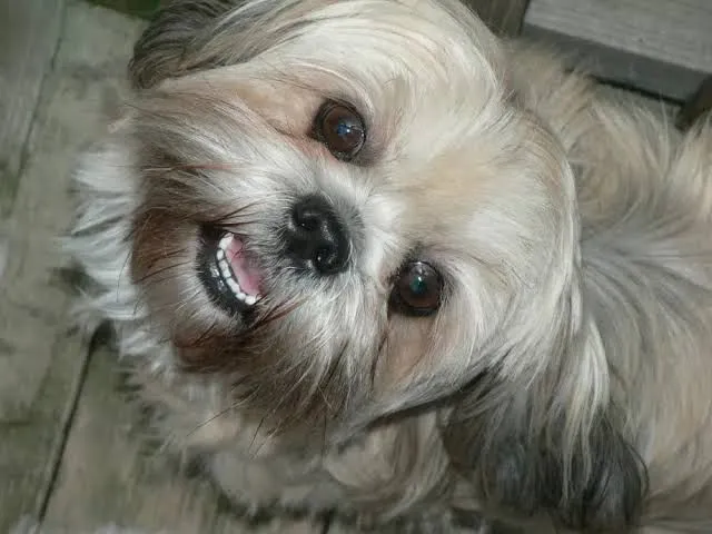 Shih Tzu para doação