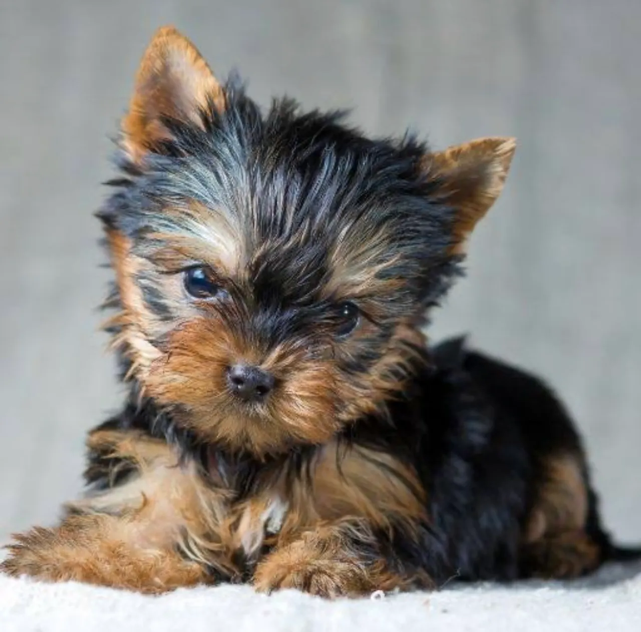 Filhote de Yorkshire Terrier para adoção