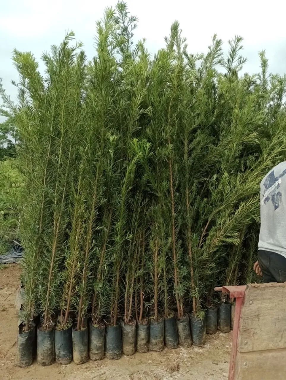 Podocarpus  - Foto 2
