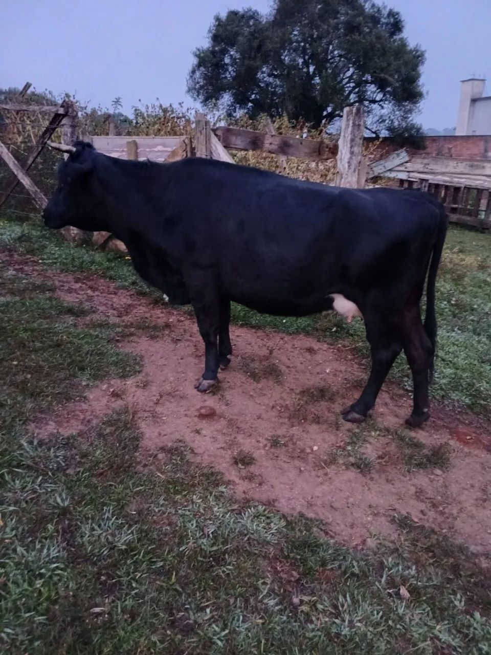 Vaca mestiça gerci - Foto 2