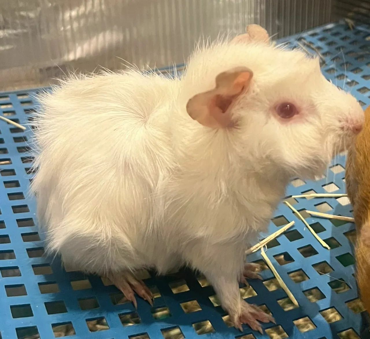 Porquinho da Índia Albino - Peludo e Charmoso!