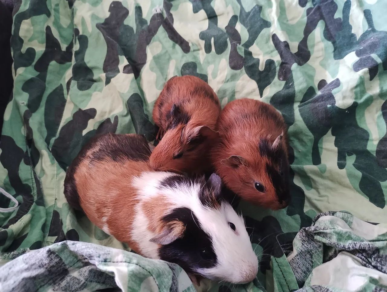 Mamãe porquinha da índia e filhotes - Foto 4