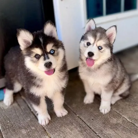 Sua Hora de Buscar seu Husky Siberiano Femea ou Macho Chegou