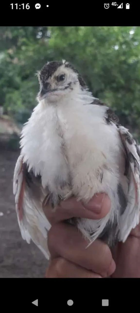 Ovos galados de codorna gigante várias cores  - Foto 3