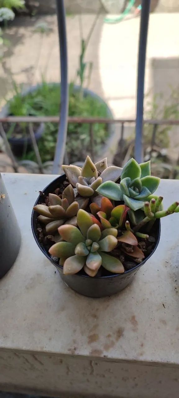 Suculentas lindas  - Foto 4