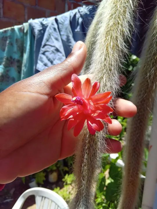 Cactus Raro com Flor | Rabo de Macaco 