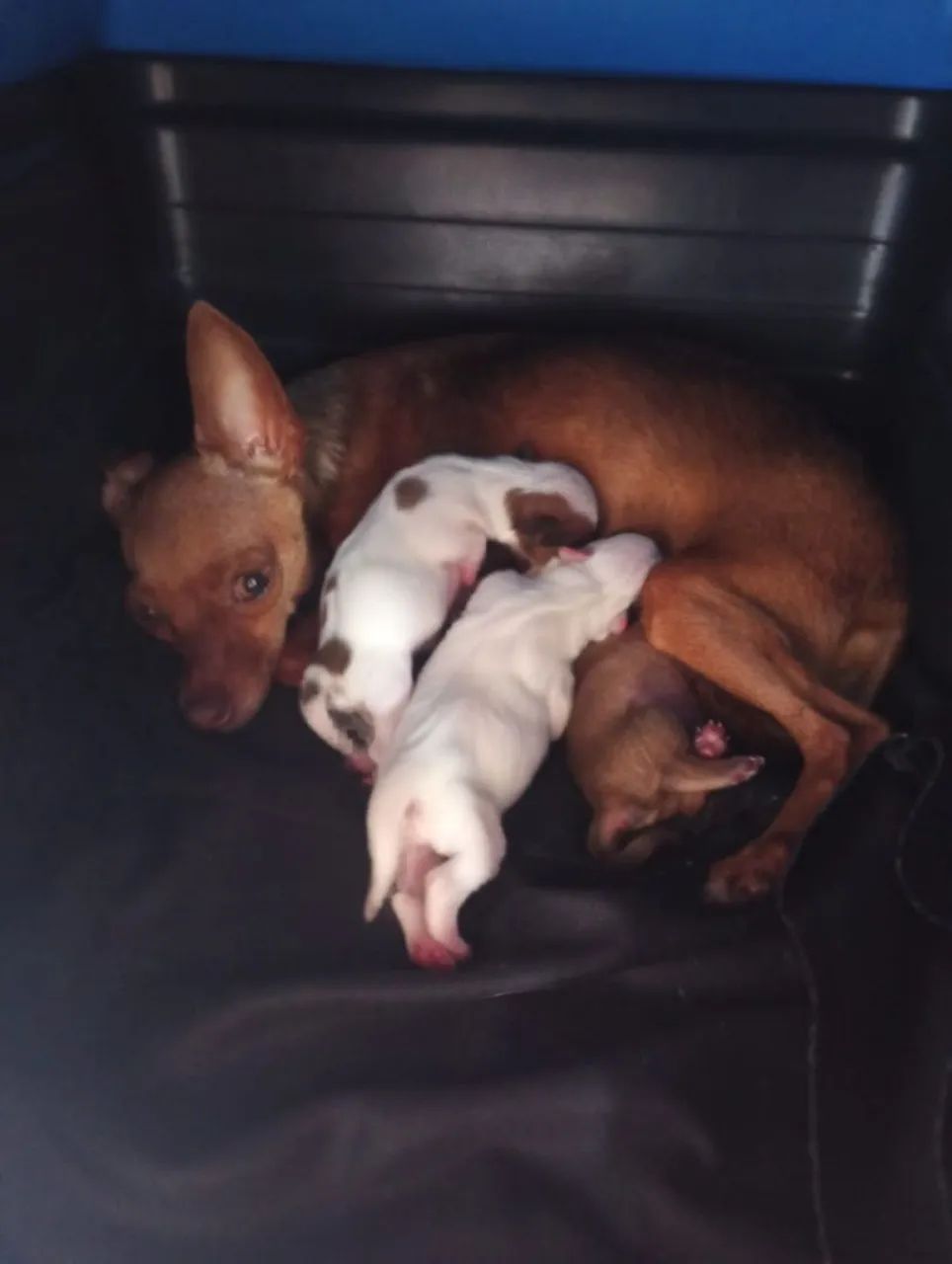 Vendo pinscher