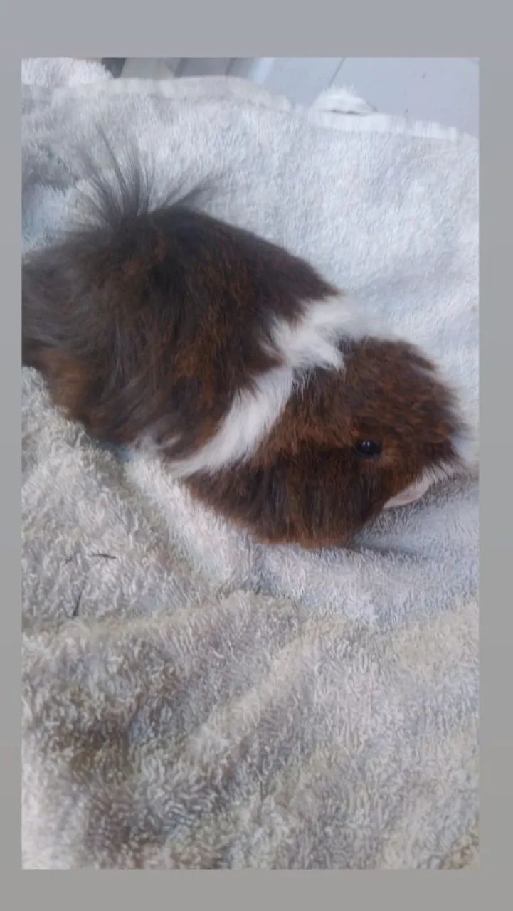 Porquinho da Índia Peruano Bicolor  - Foto 3