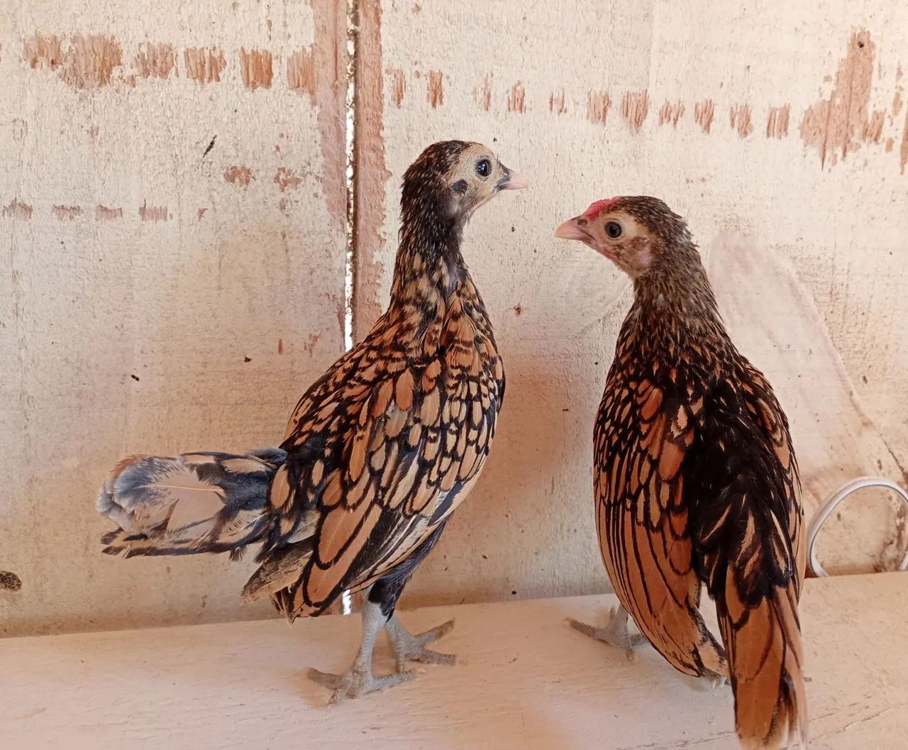 Pintinhos da raça Sebright dourado - Foto 4