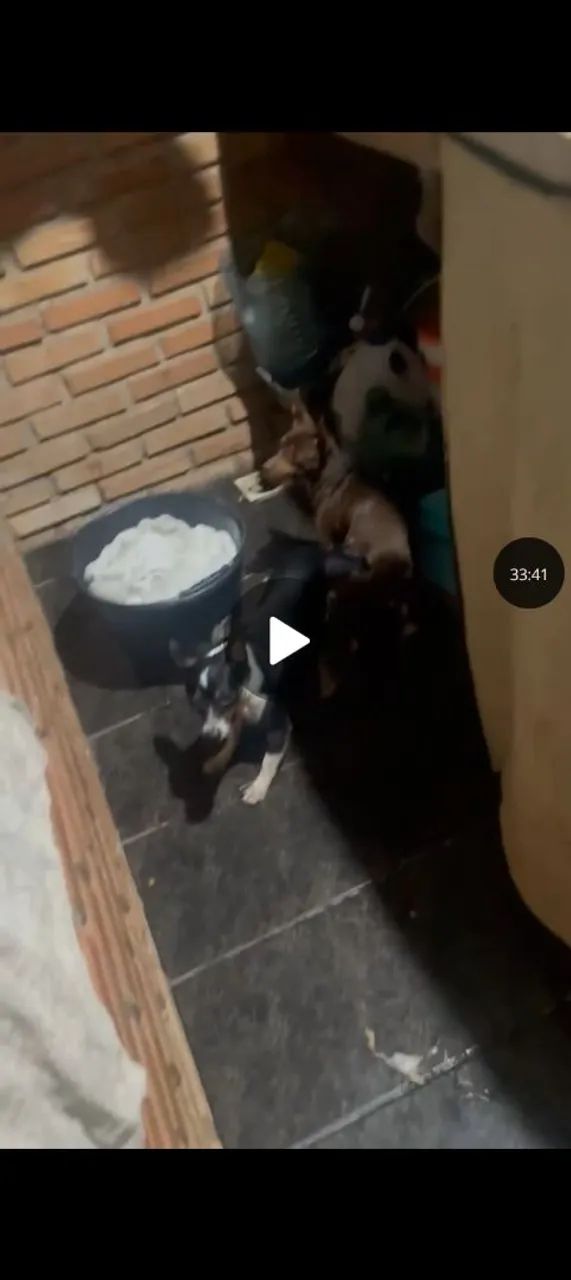 cachorros - Foto 4