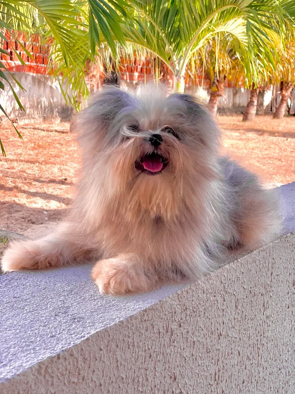 Lulu x Shihtzu  - Foto 3