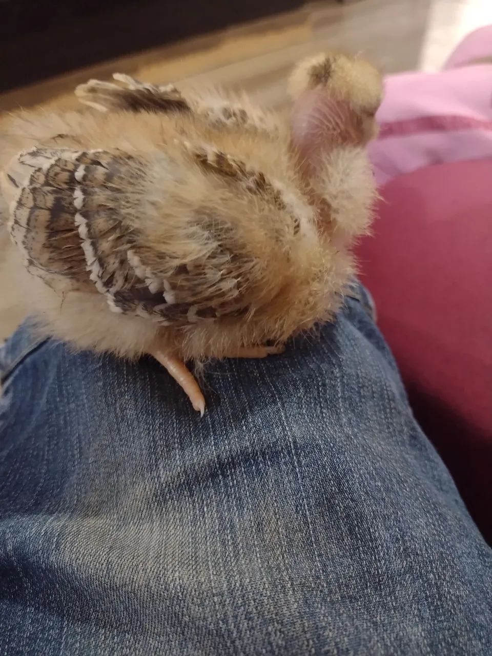 Lote de pintainhos pescoço pelado  - Foto 2