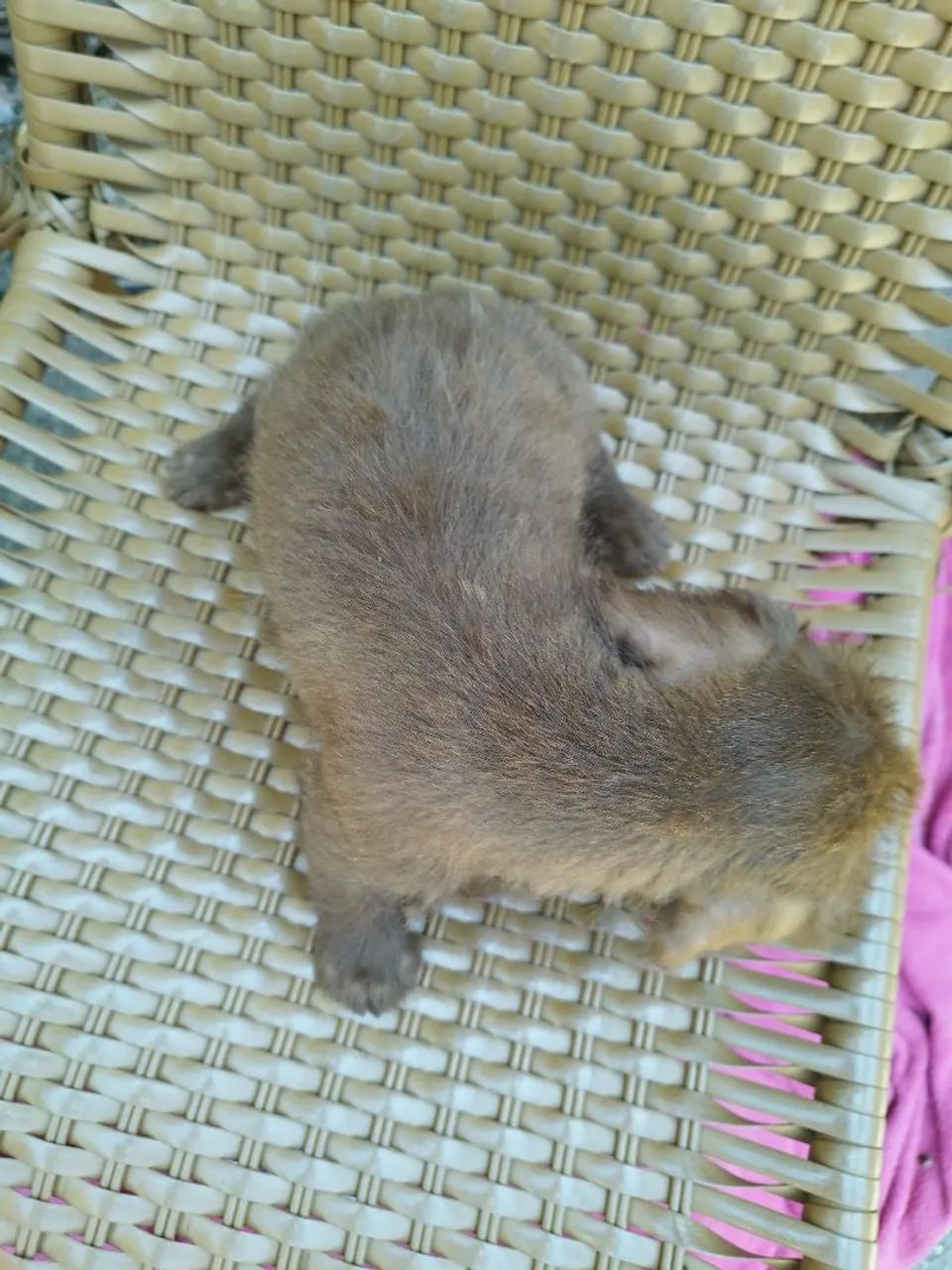 Doa-se Cachorrinhos - Foto 4