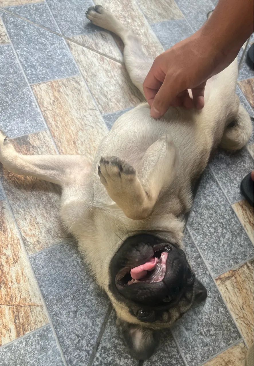 Pug fêmea  - Foto 3
