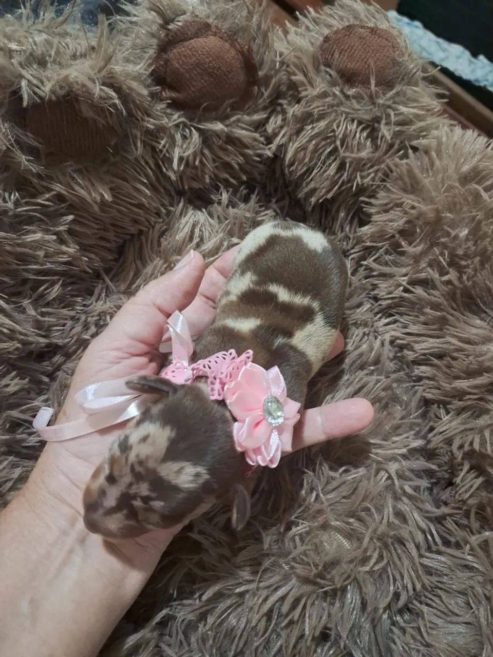 Dachshund 