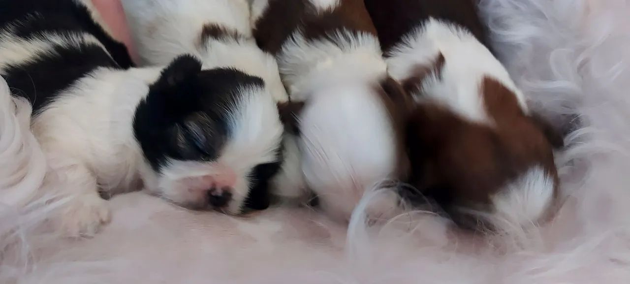 Seu amor chegou - Foto 2
