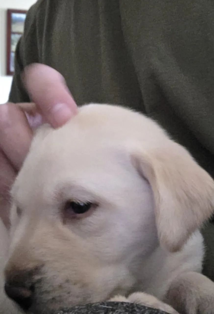 Filhote de labrador 