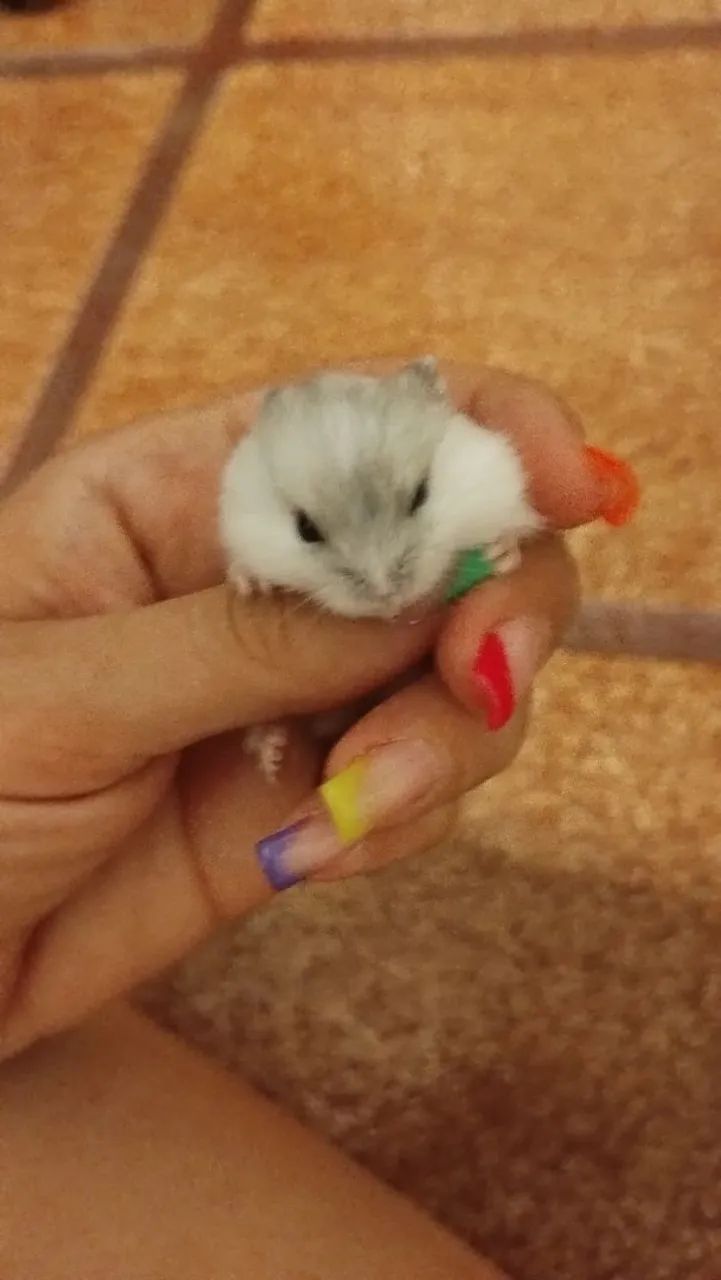 Hamster Fêmea Nascida dia 12/01/26