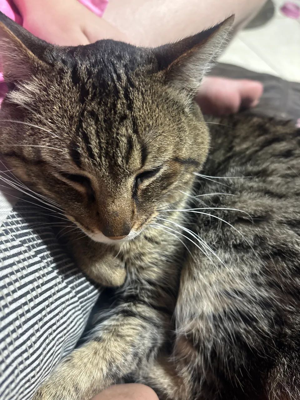 vende se gato com brinde