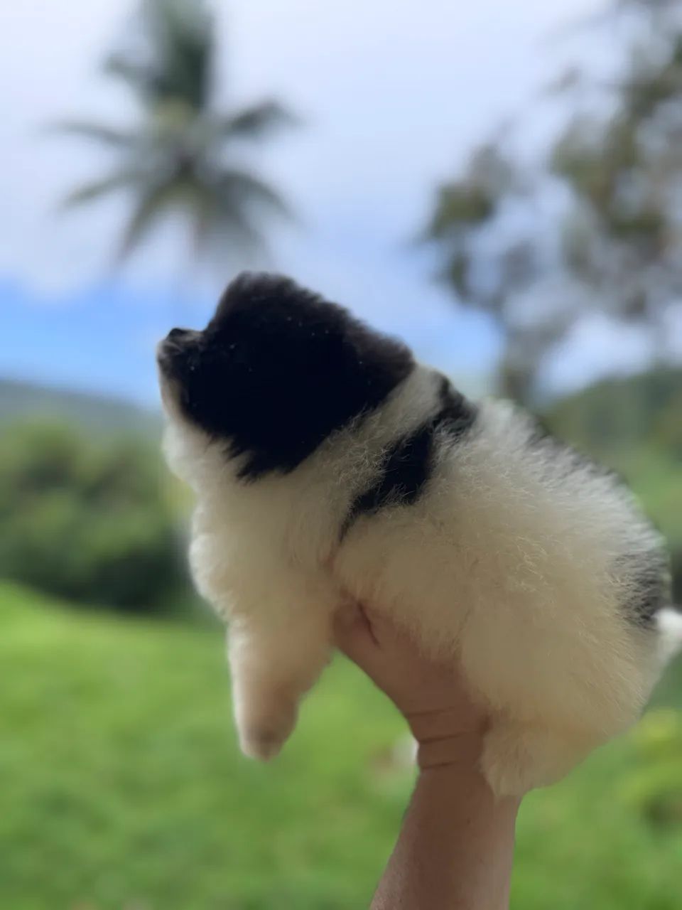 Spitz alemão anão  - Foto 2