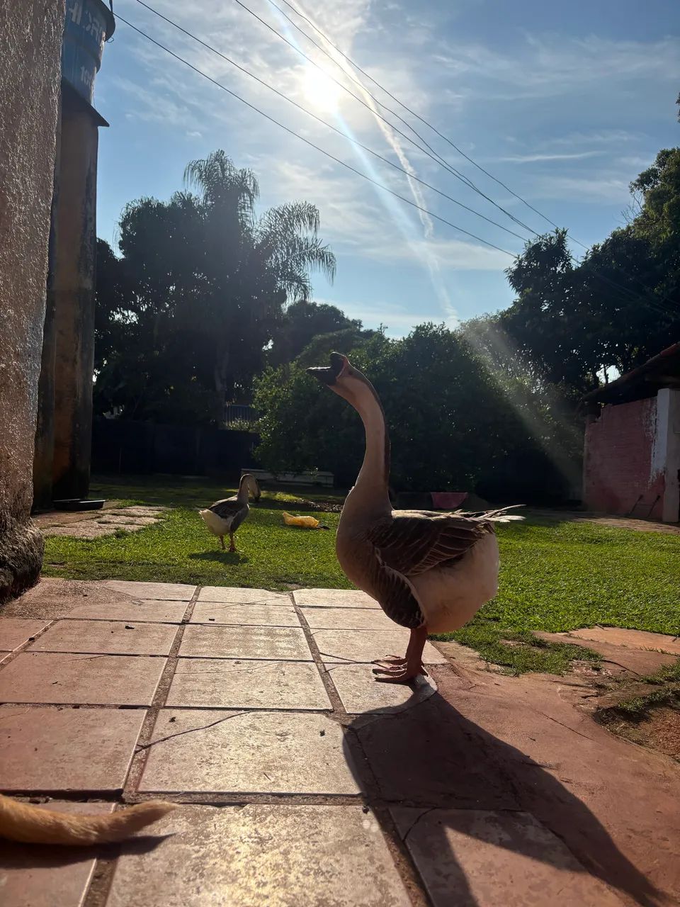 Vendo ganso  - Foto 3