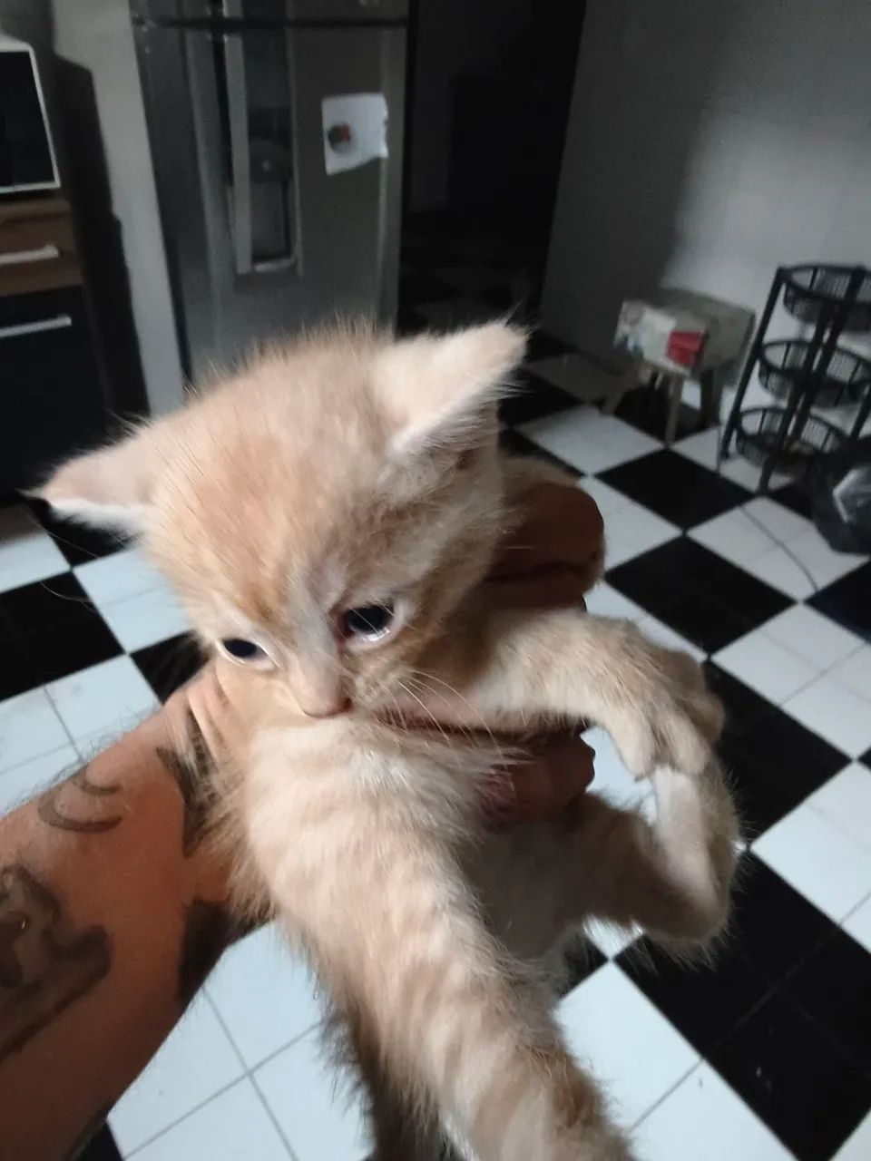 Doação Filhote Persa com Bombay muito fofo - Foto 3