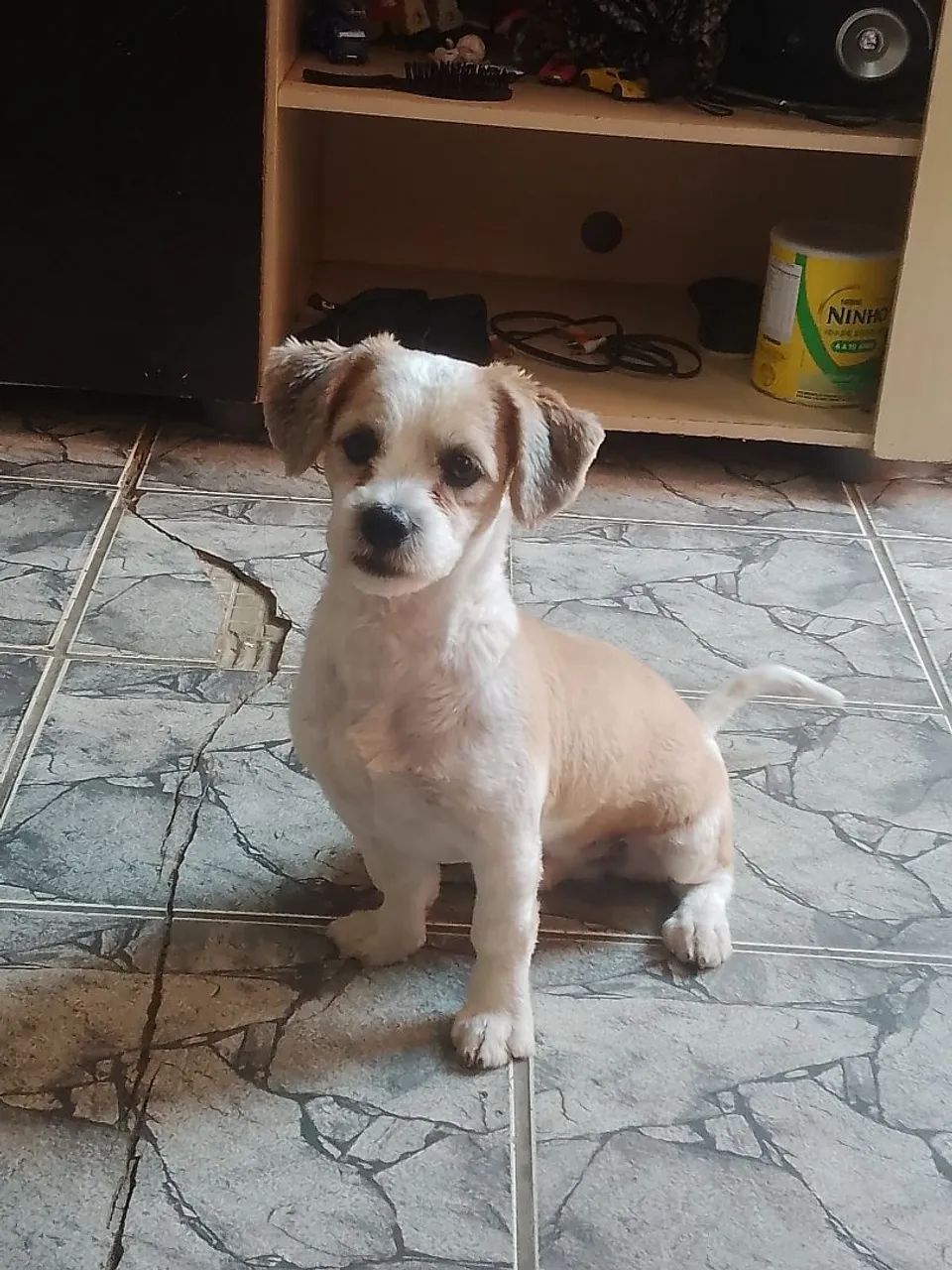 Quero uma fêmea pra cruzar com o meu cachorro shih tzu
