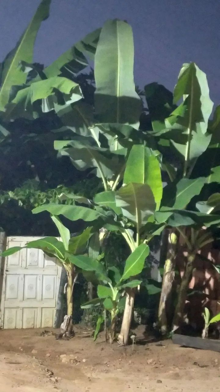 Mudas de jabuticaba   só 25.00 cada