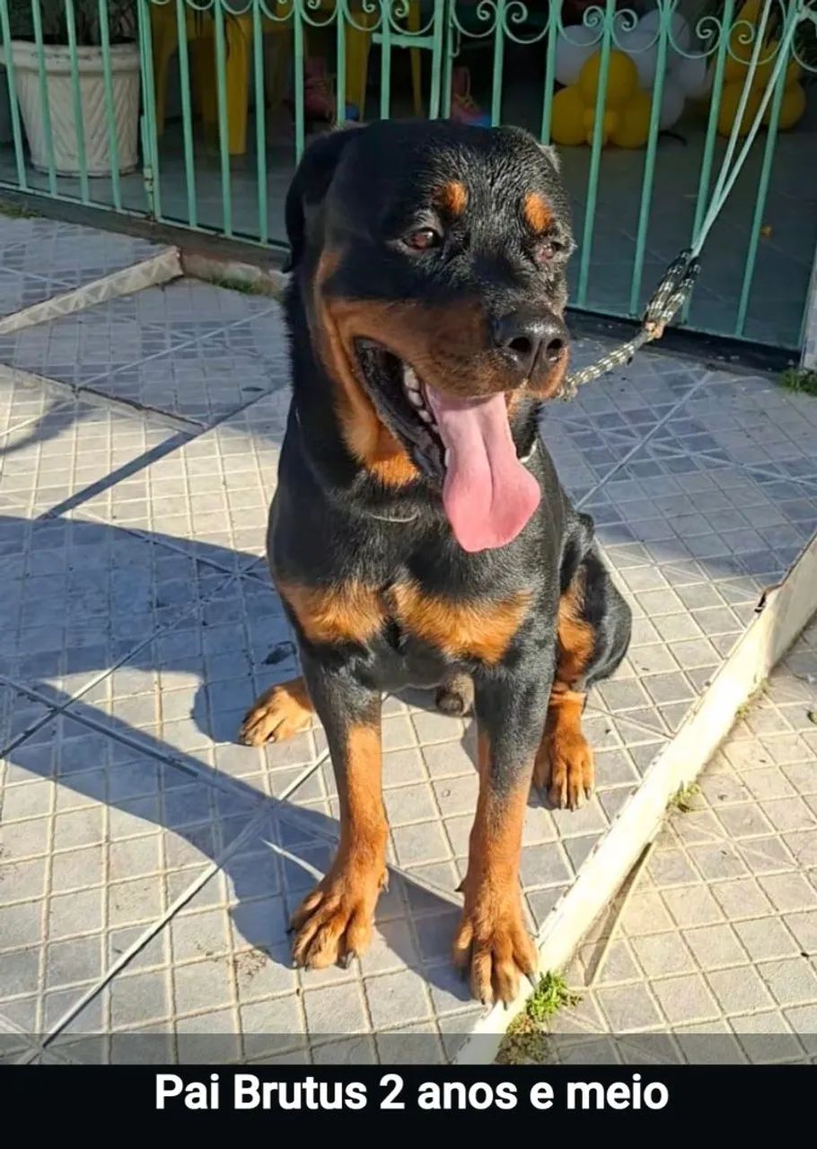 Filhotes de  Rottwalier  - Foto 5