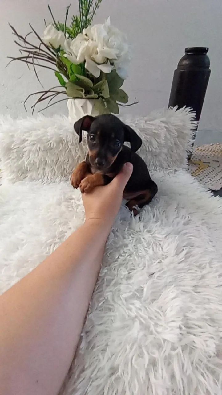 Pinscher  macho - Foto 2
