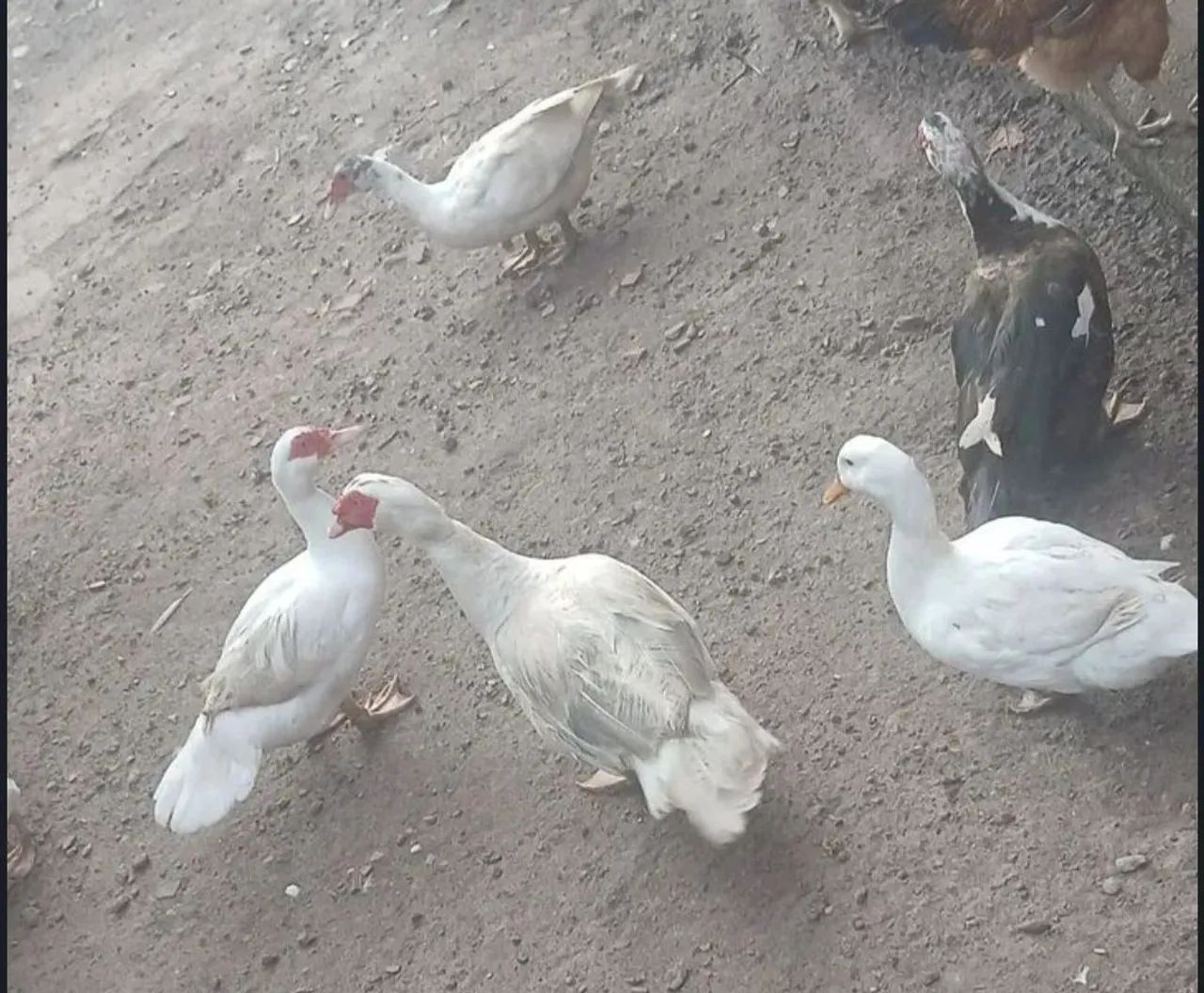 Patos na promoção do cirio  - Foto 2