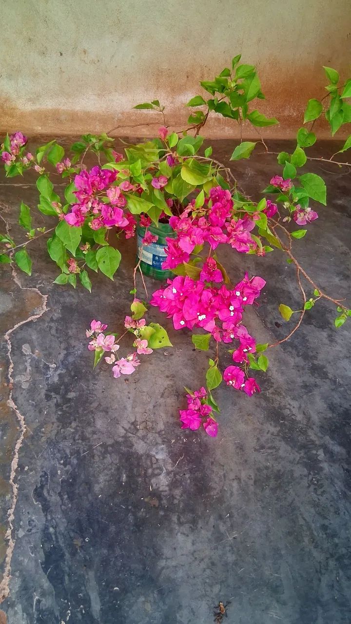 Primavera cor de rosa  - Foto 2