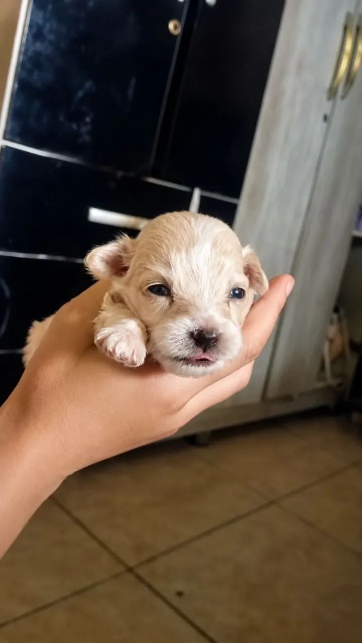 Cachorro  - Foto 3