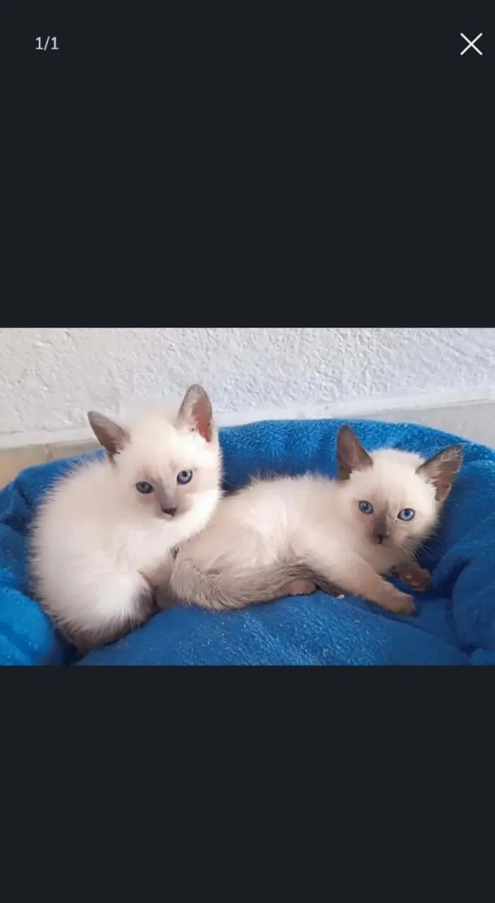 Gato macho siamês macho pura raça