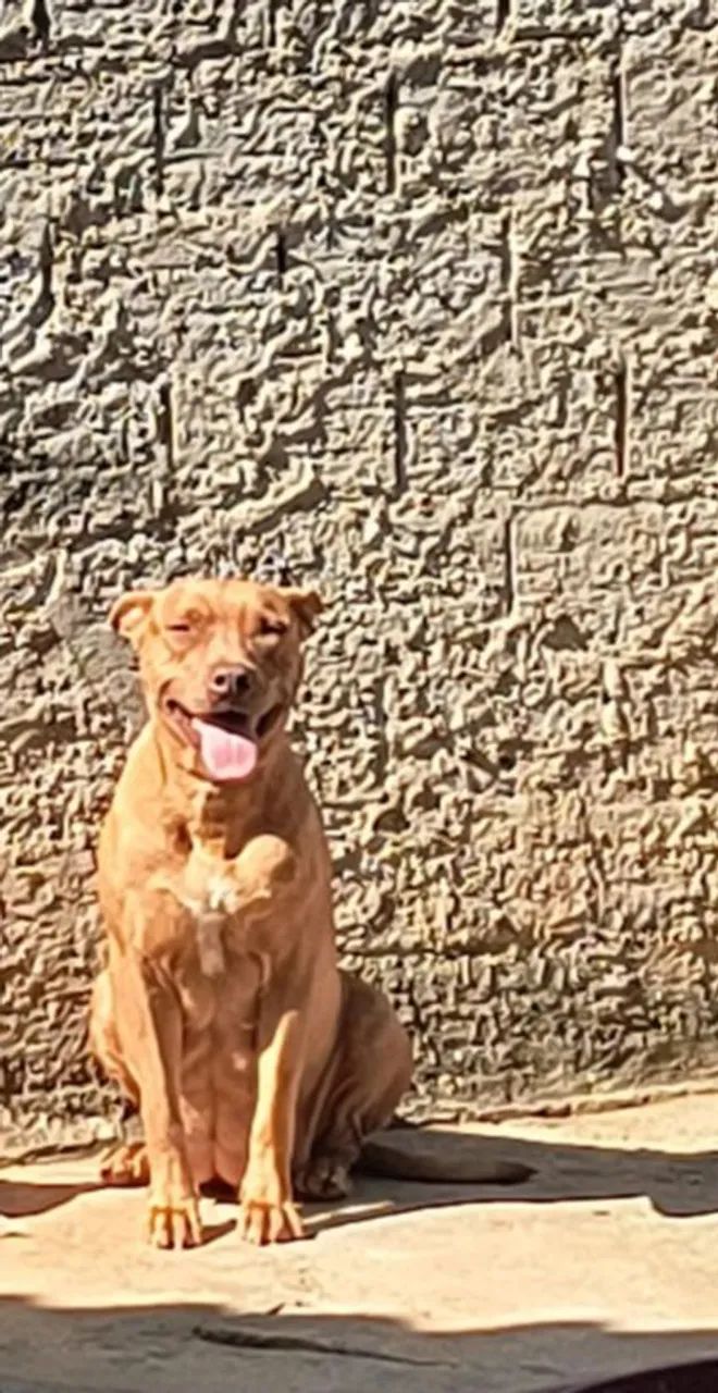Doando um cachorro  - Foto 2
