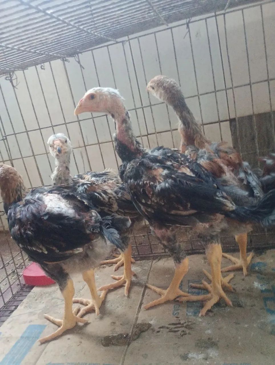 Lote de 5 pintinhos índio gigante machos de 40 dias