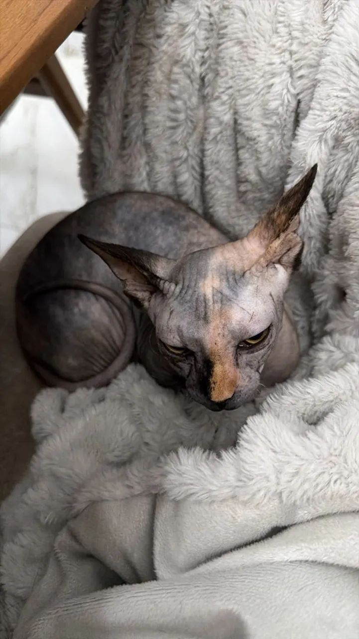 Gata sphynx com 3 meses 