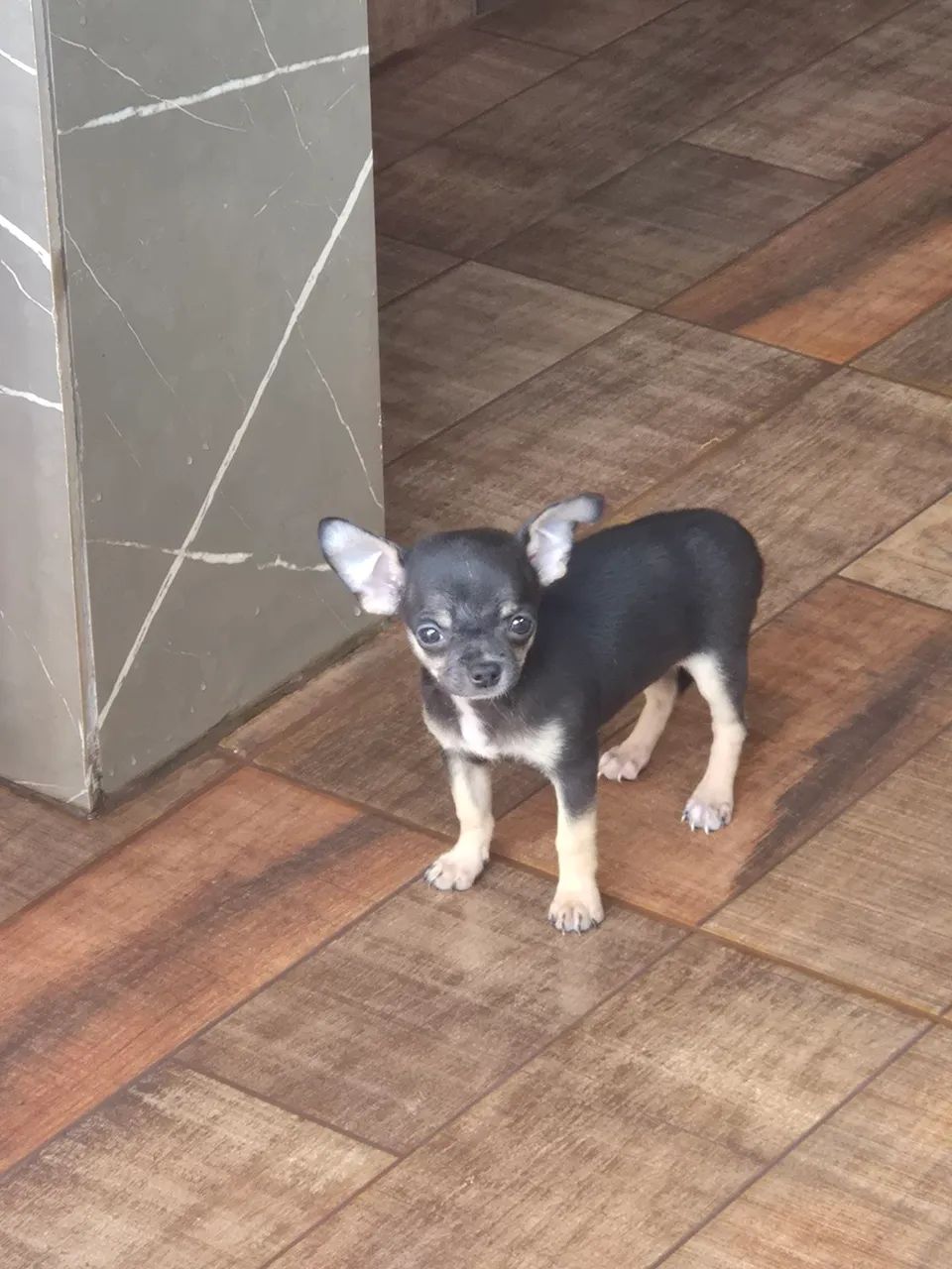 Chihuahua machinho  - Foto 3