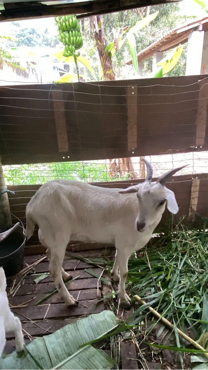 Cabra e filhotes  - Foto 4