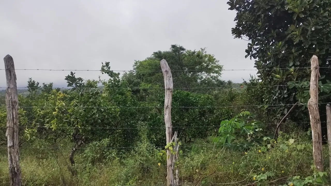 Sitio em Lagoa Seca para venda  - Foto 2