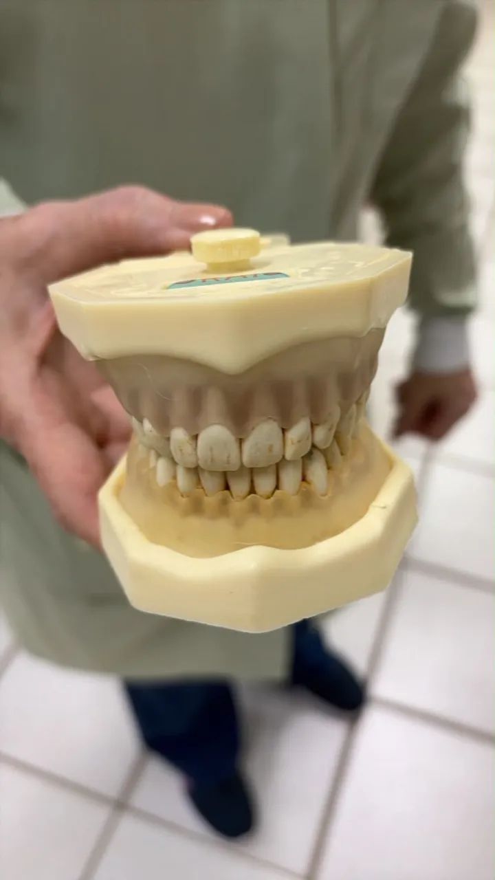 Manequim de periodontia 