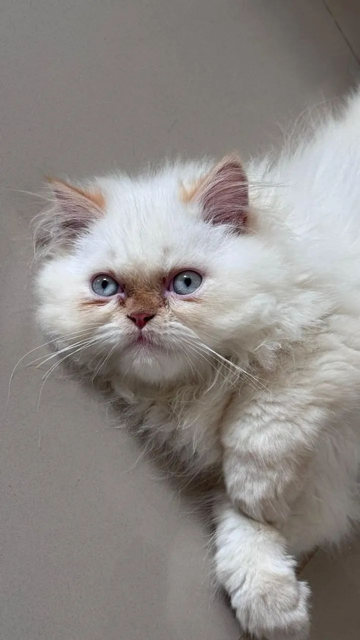 Gato persa macho procura namorada - Foto 2