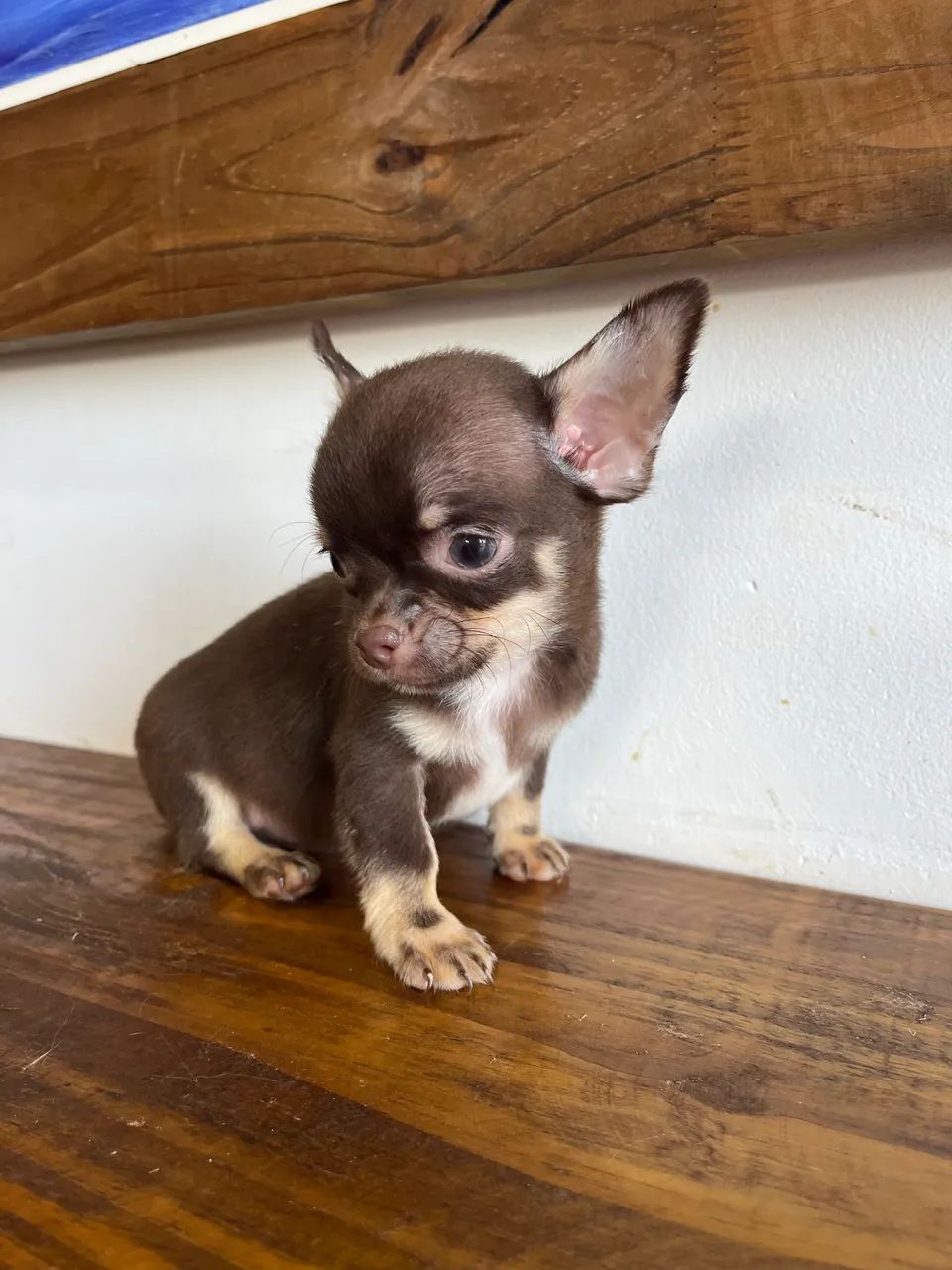 Chihuahua machos  - Foto 4