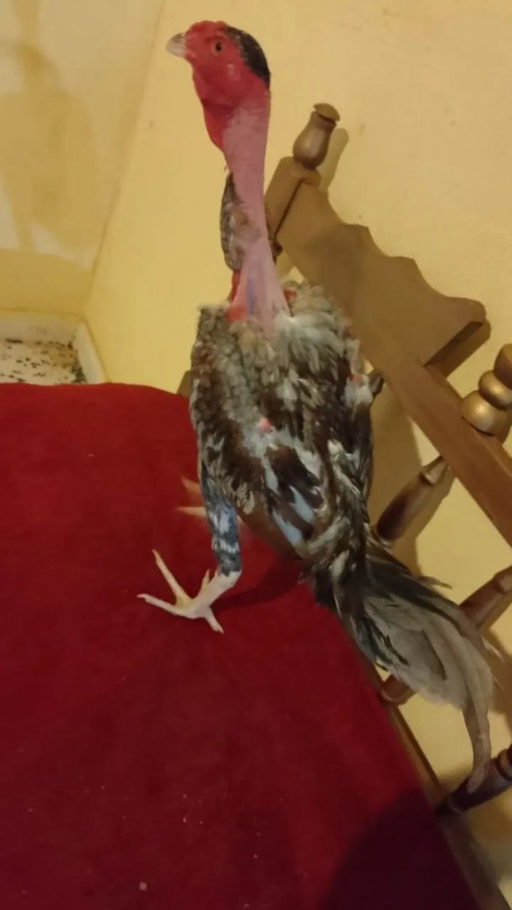 Frango indio polaco